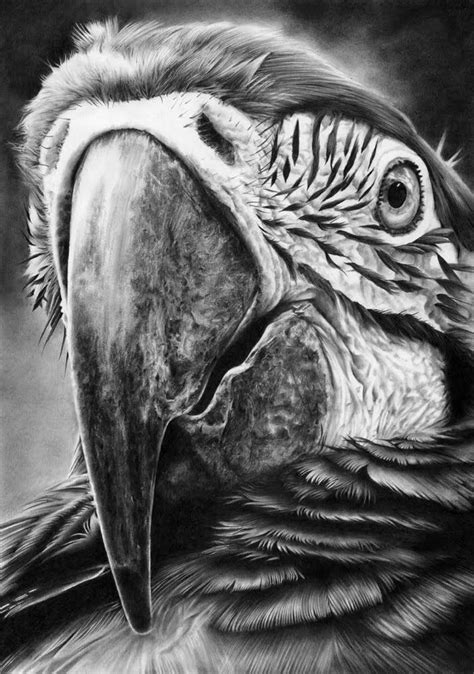 Realistic Pencil Drawings Animals 23+ Images Result | Duseyod