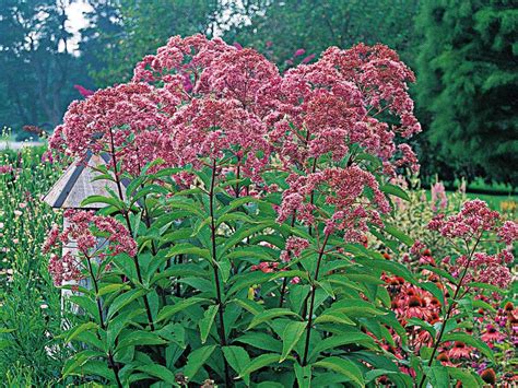 Perennial Plants For Fall - Perennial Flowers | HGTV