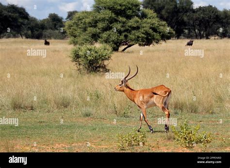 Male red lechwe antelope (Kobus leche) in natural habitat, southern Africa Stock Photo - Alamy