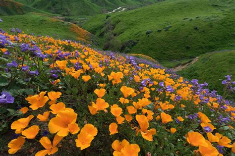 Chino Hills State Park: The Complete Guide