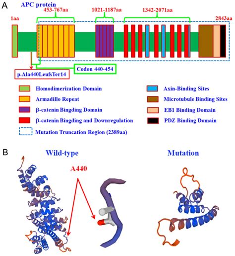 A novel APC mutation identified in a large Chinese family with familial adenomatous polyposis ...