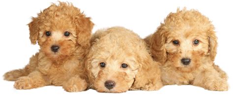 Maltipoo Breeders in Indiana | List Of 5 Local Breeders