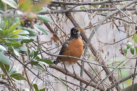 January Beginner Bird Walk — Whittier Area Audubon Society