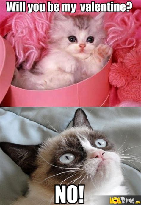 Valentines Day Funny Cat Memes