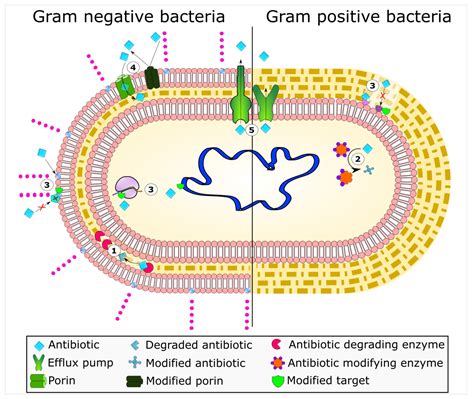 Mechanism Of Action Of Antibiotics On Bacteria - IMAGESEE