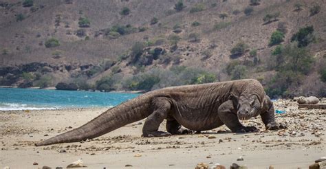 See Komodo dragons on Komodo Island - Komodo National Park