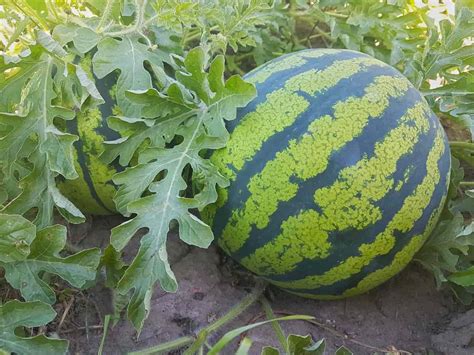 Watermelon Farming in USA: How to Start, A Step-by-Step Guide for Beginners