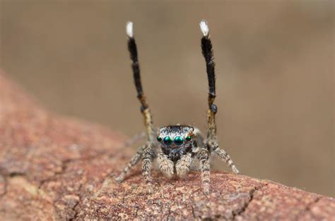 Peacock Spiders Discovered: See Photos of the New Species | TIME