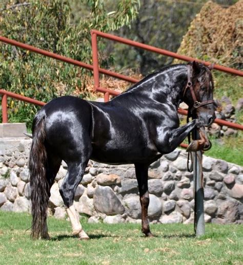 1000+ images about HORSES- Paso Fino on Pinterest | Horses, Palomino ...