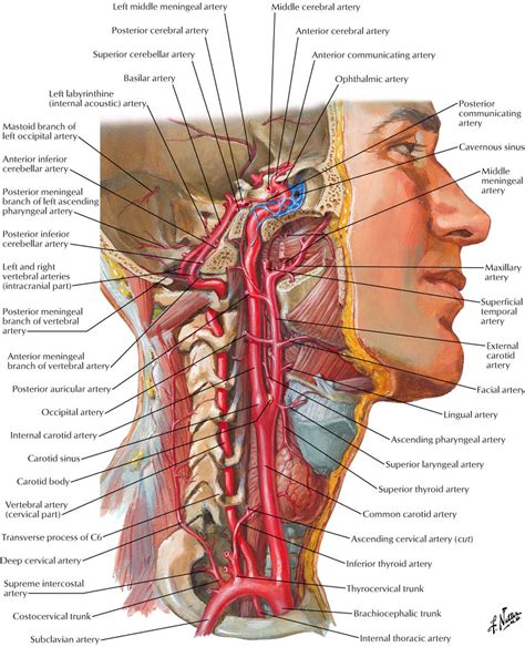 Carotid sheath:Internal carotid artery | RANZCRPart1 Wiki | FANDOM ...