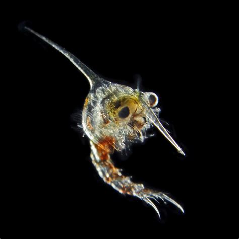 New species of plankton discovered - Photo 1 - Pictures - CBS News