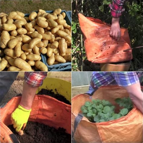 How To Grow Potatoes In A Bag For Easy Gardening