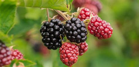 Propiedades y beneficios de las moras