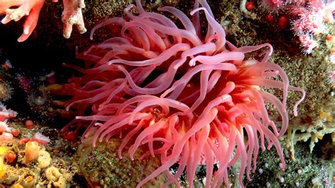 Life in the Coral Reef: Live Stream August 20 | AMNH