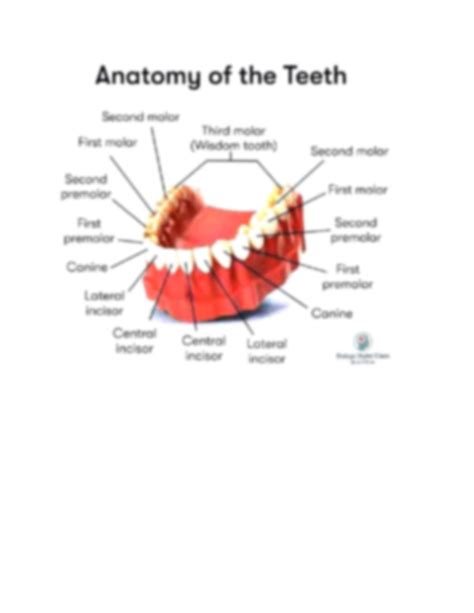 Anatomy Clipart Mouth Teeth Anatomy Labeled Classroom - vrogue.co