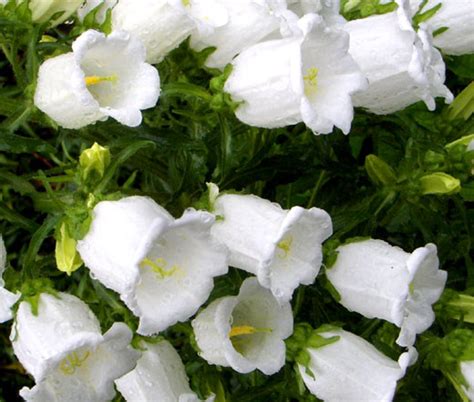 Canterbury Bells White Campanula Medium Seeds