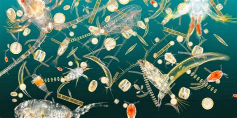 Blue Planet Society: The importance of plankton