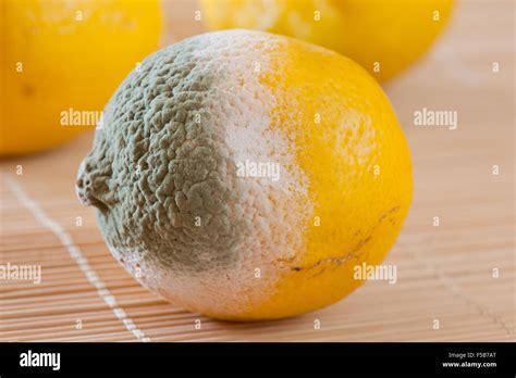 Lemon fruit mold closeup, fruit lying on mat, moldy and rotten bad food ...