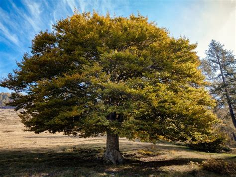 Elm Tree Care - Information On Planting An Elm Tree And Its Care