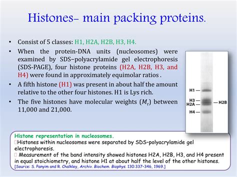 PPT - DNA Packaging PowerPoint Presentation, free download - ID:9468259