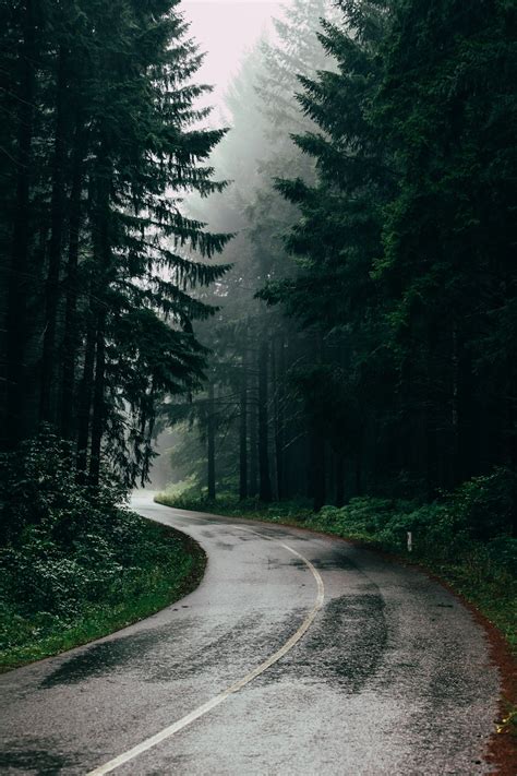 Forest Rain Pictures | Download Free Images on Unsplash