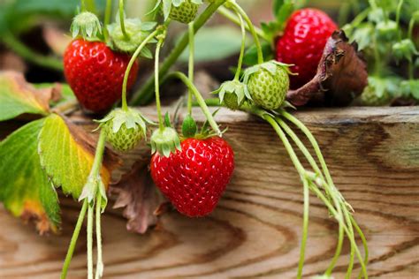 How To Grow Strawberry Plants