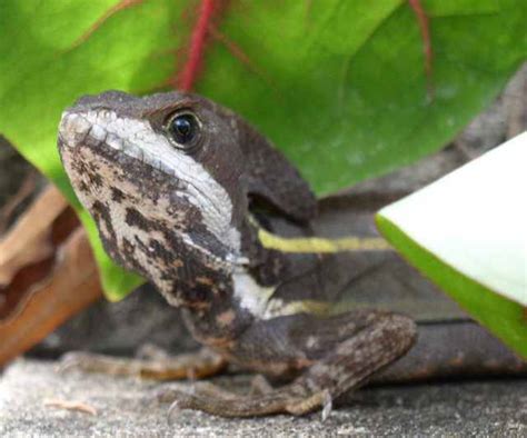 Brown Basilisk (Basiliscus vittatus) - Wiki; Image ONLY