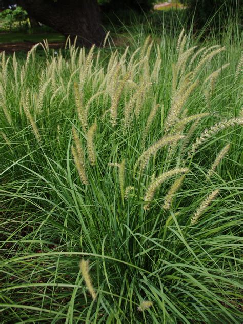 Pennisetum 'Fairy Tails' - Beth Chatto's Plants & Gardens