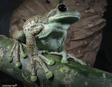 How to Care for Your Milk Frog - Allan's Pet Center