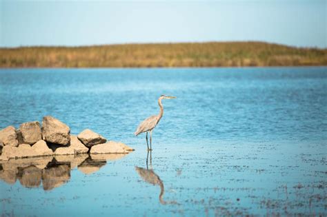 Explore the Back Bay National Wildlife Refuge in Virginia Beach