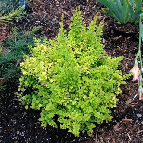 Berberis thunbergii 'Aurea Nana' from NVK Nurseries