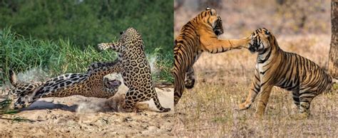 Jaguar VS Tiger: Who would win in a fight - Wild Creature Rock