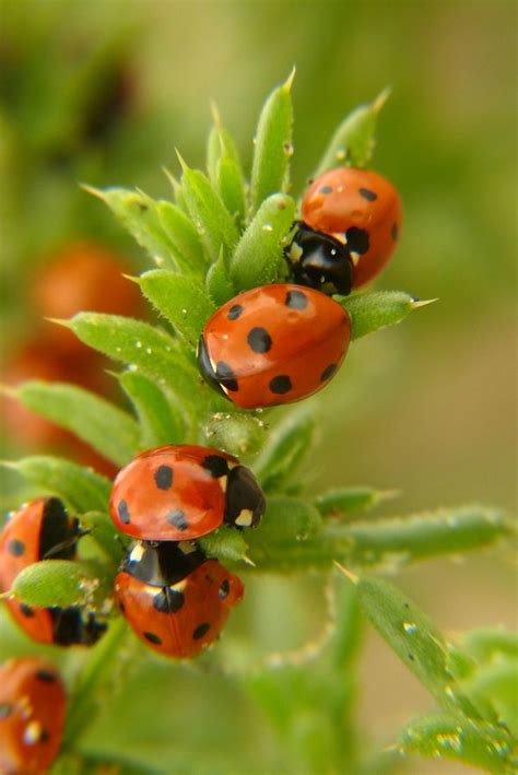 A Ladybugs situation | Joaninha, Insetos bonitos, Animais