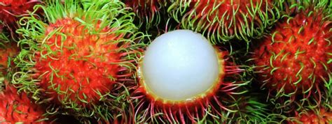 Rambutan health benefits | Medicare News