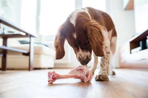 Dog Bone Safety: Can Dogs Eat Bones? | Manchester Vets