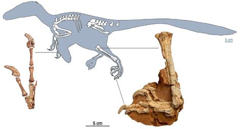 Balaur bondoc: A Raptor Unlike Any You Have Ever Seen | Science ...