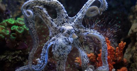 Octopus in an Aquarium · Free Stock Photo