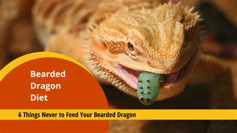 Bearded Dragon Diet: 6 Things to NEVER Feed your Beardie and Why - The Bug Shed