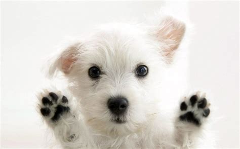 Dog Wallpapers - Top Free Dog Backgrounds - WallpaperAccess