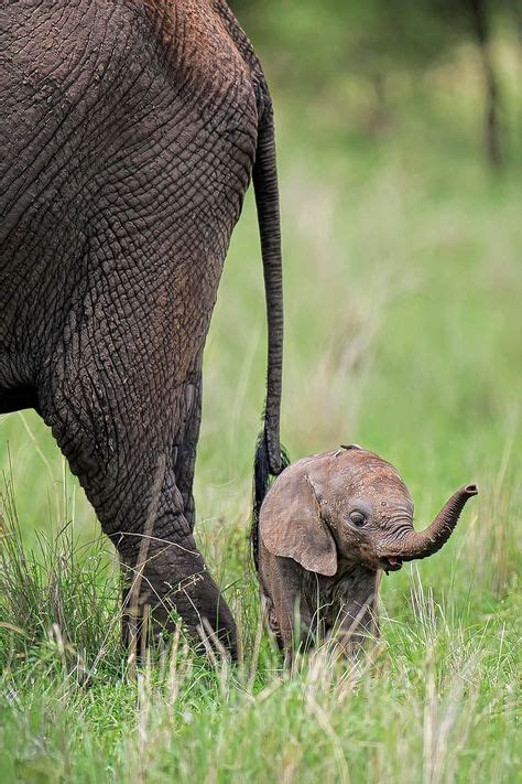 Image result for facts about baby african elephants | Photography ...