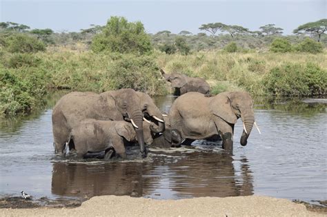 Serengeti Elephants in Water | World-Adventurer