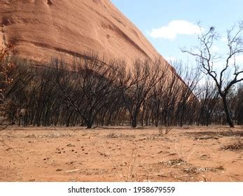 Burned Forest Near Uluru Australian Outback Stock Photo 1958679559 ...