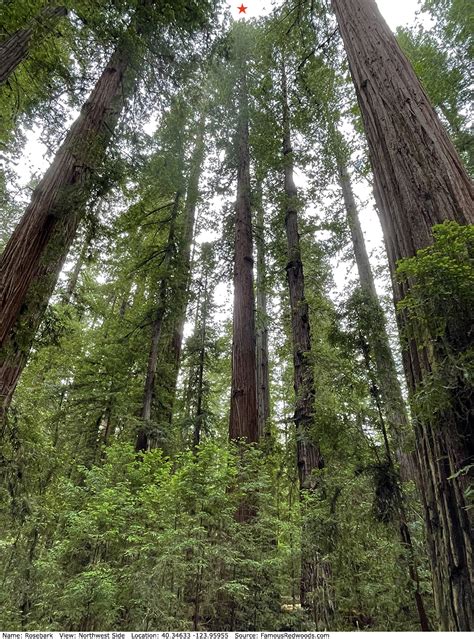 Rosebark Tree - Famous Redwoods