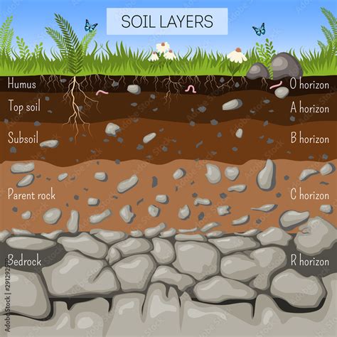 Soil layers diagram with grass, earth texture, stones, plant roots ...