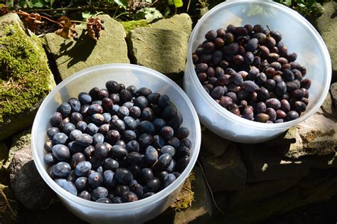 Turnditch Orchard Project: Bullace season