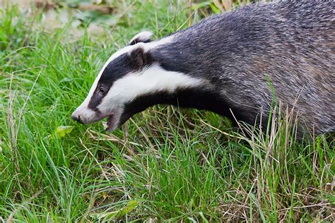 Jim's Birding Blog: Badgers atThe British Wildlife Centre