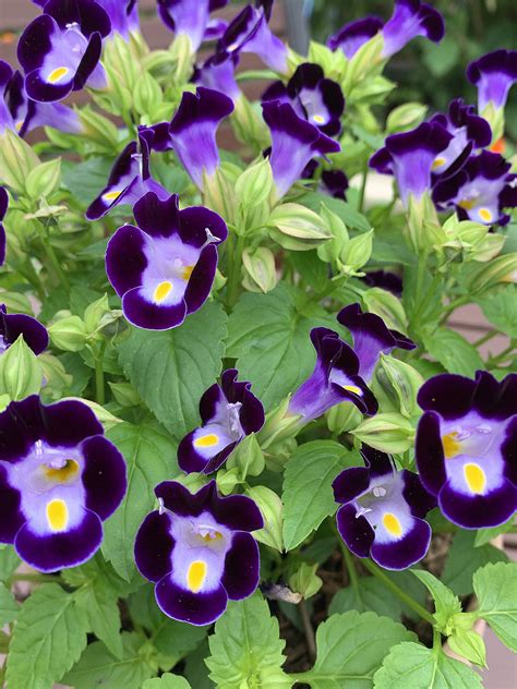 Torenia Grow Guide and Harvest Seeds - The Gourmantic Garden