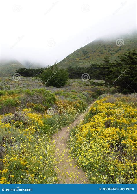 Wildflower pathway stock image. Image of flowers, misty - 20035933