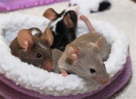 Do Pet Mice Attract Other Animals Into The House? – North American Nature