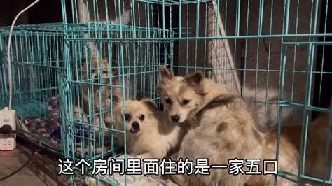 2021-3-31 Stray dogs rescue in Wuhan China 带44只流浪狗失踪了一天，让家人们担心了不好意思。 - YouTube